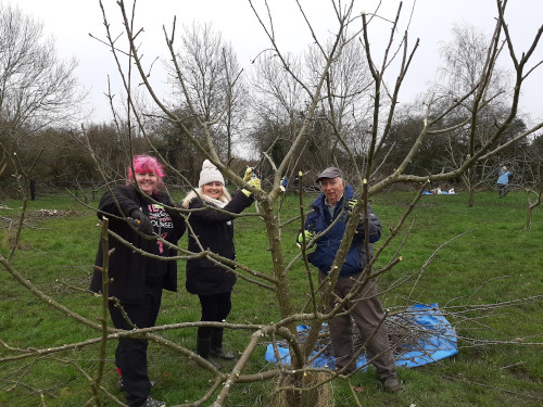 Trimming one of the trees on the community orchard