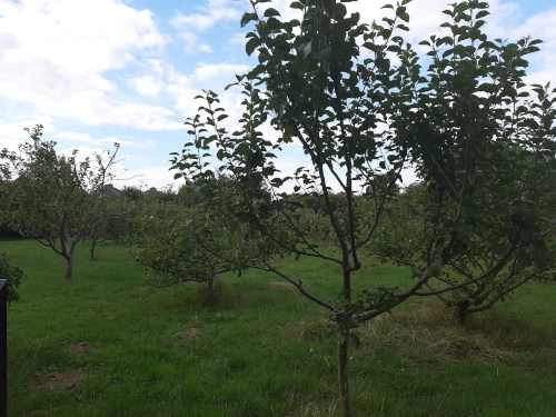 Apple trees on Franklin park