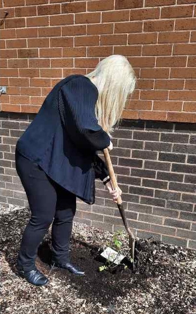 TRACEY PLANTING